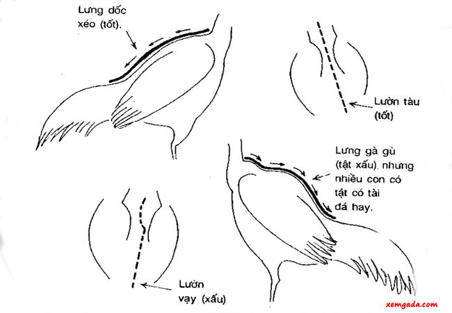 gà chọi lưng gù