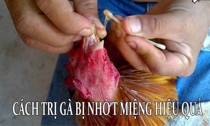 gà bị chảy nhớt miệng